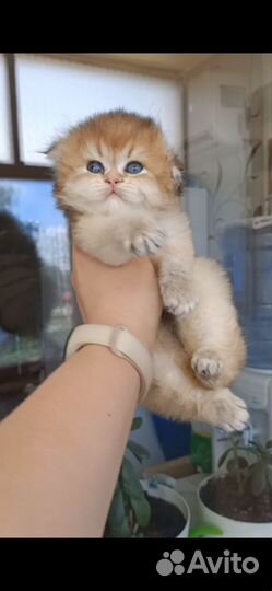 Котята Золотая Шиншилла