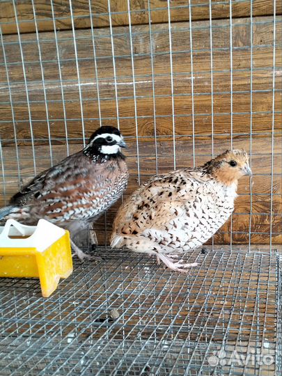 Виргинский перепел