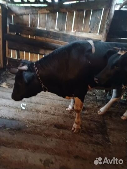 Продам бычка