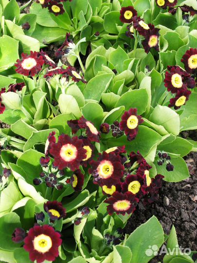 Шикарные примулы