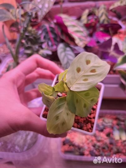 Маранта триколор