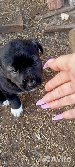 Щенок в добрые руки