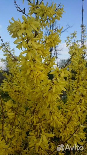 Крыжовник, малина