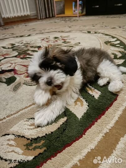 Болонка щенки