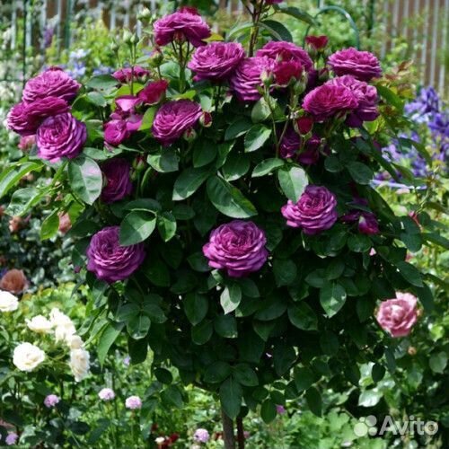 Саженцы роз на штамбе