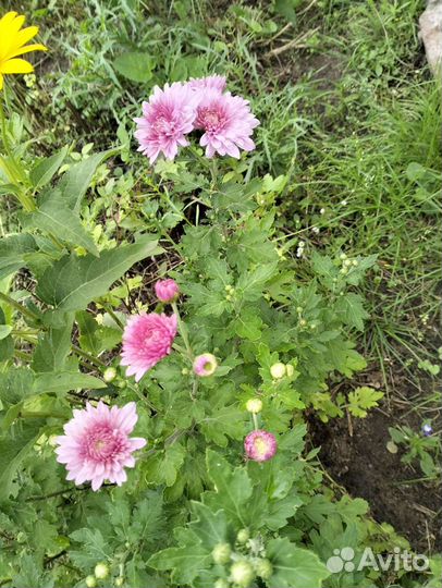 Садовые многолетники