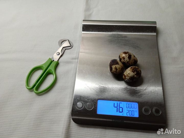 Яйцо перепелиное домашнее