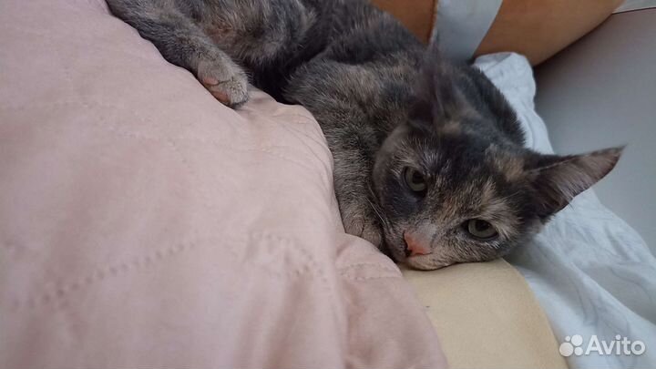 Котенок подросток