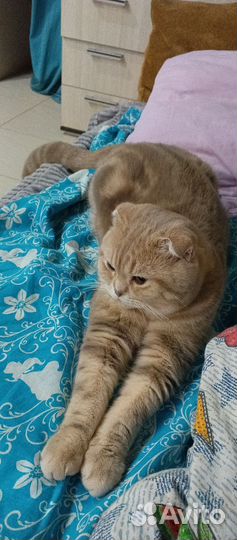 Вислоухий котик 1 годик
