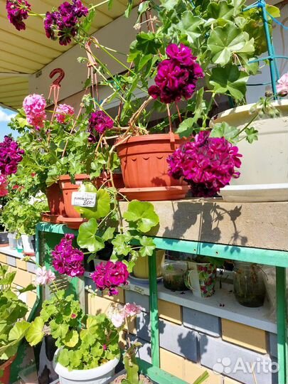 Пеларгония