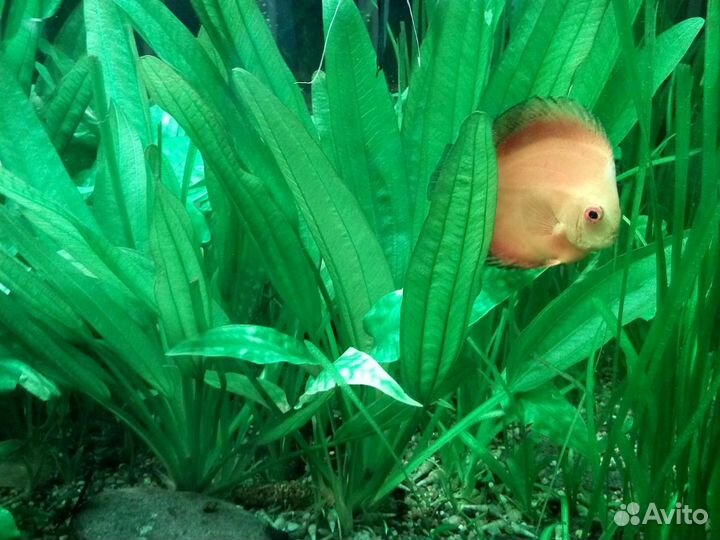 Обслуживание, установка, перевозка аквариума