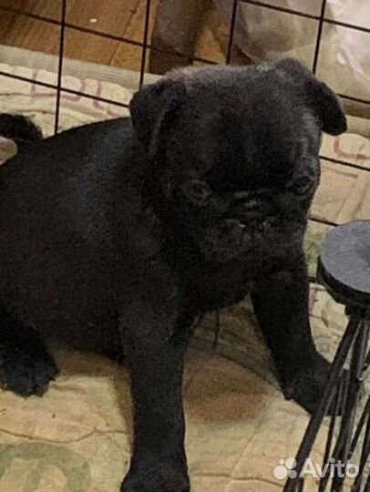 Щенки мопса