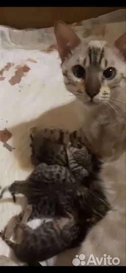 Бенгальский кот вязка
