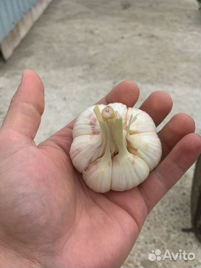 Любаша чеснок