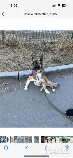 Собаки бесплатно