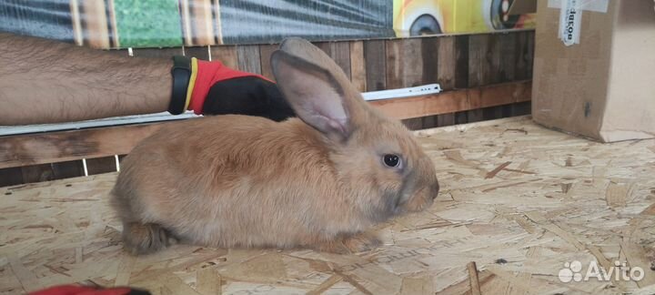 Кролики мясных пород