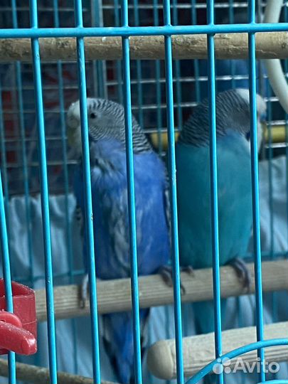 Волнистый попугай