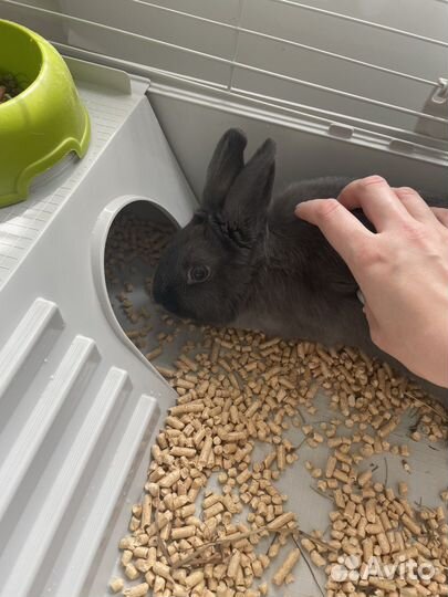 Карликовый кролик