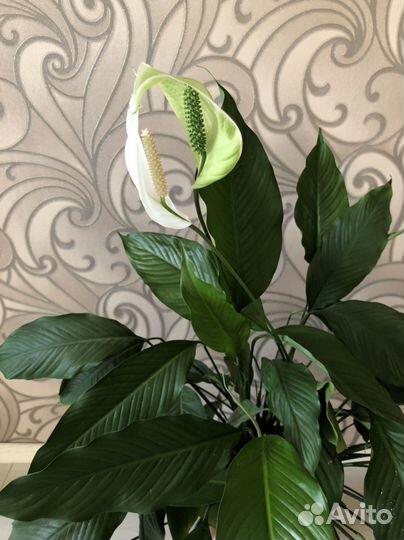 Экзотический красавец-спатифиллум