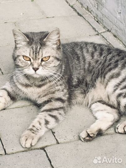 Британская