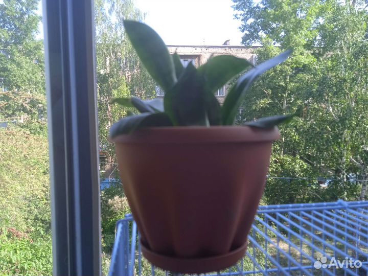 Комнатные растения