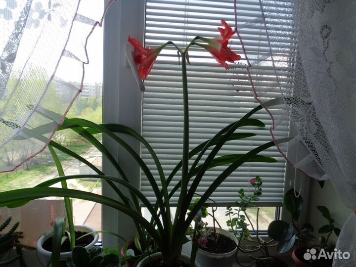 Гиппеаструм(амариллис)