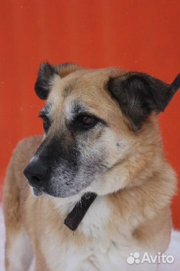 Спокойная собака из приюта в поиске дома