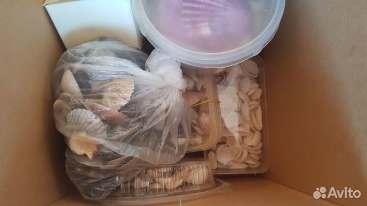 Ракушки морские