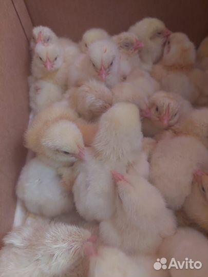 Цыплята бройлеры суточные коб 500