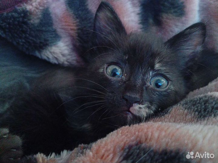 Котята в дар