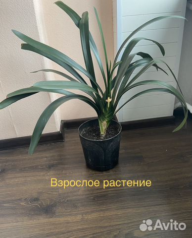 Растение Кливия семейства Амариллисовых купить в Санкт-Петербурге ...