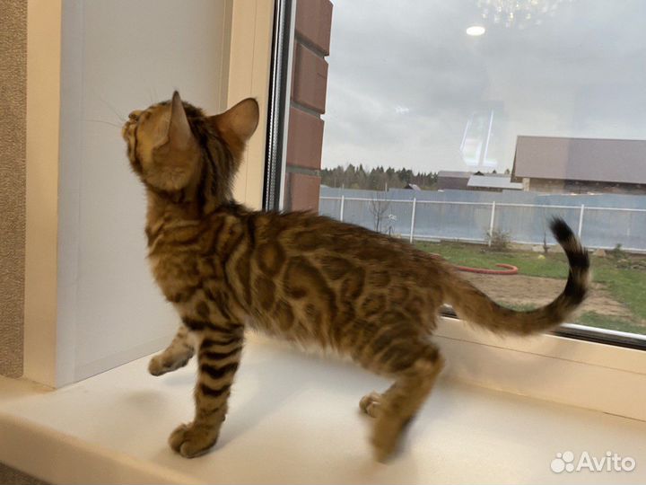 Бенгальские котята