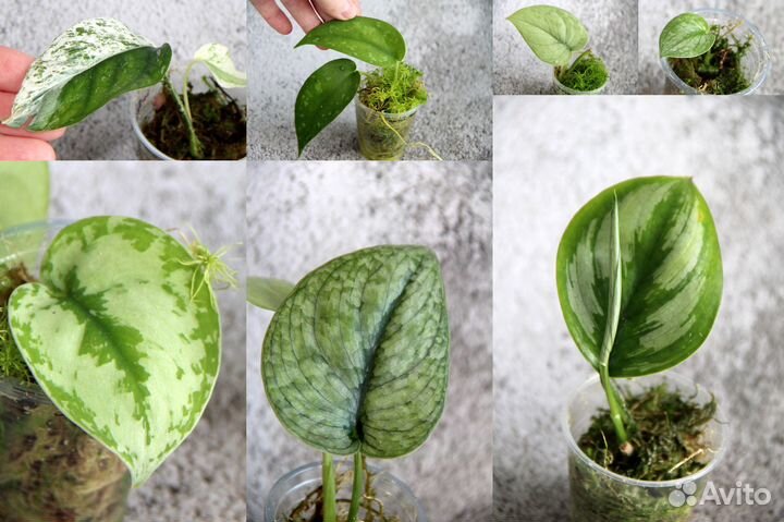 Сциндапсусы сортовые