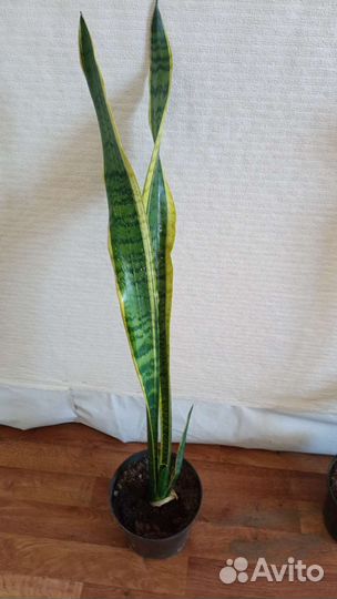 Комнатные растения