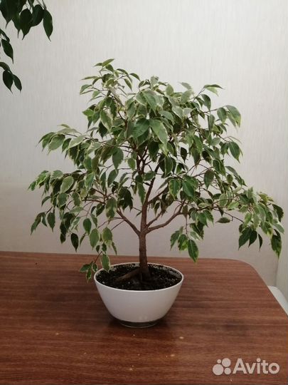 Фикус бенджамина