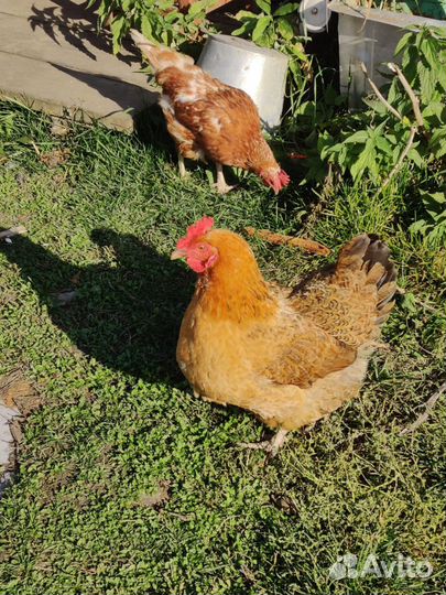 Куры молодки несушки