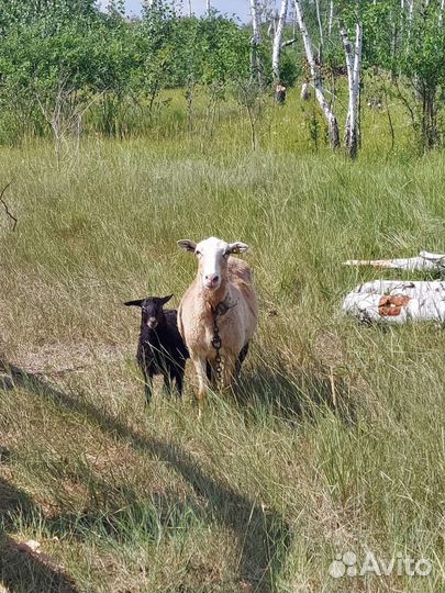 Овцы с ягнятами