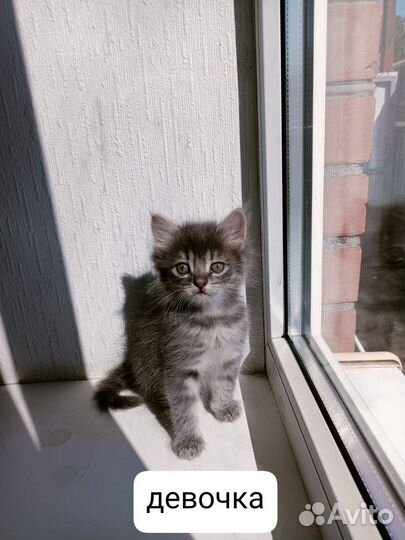 Котята в дар бесплатно