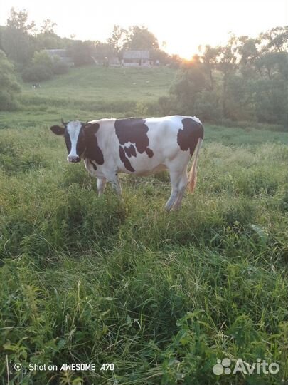 Телка стельная