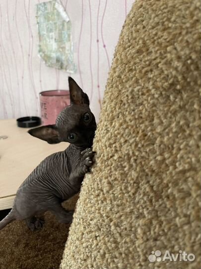 Сфинкс котенок девочка