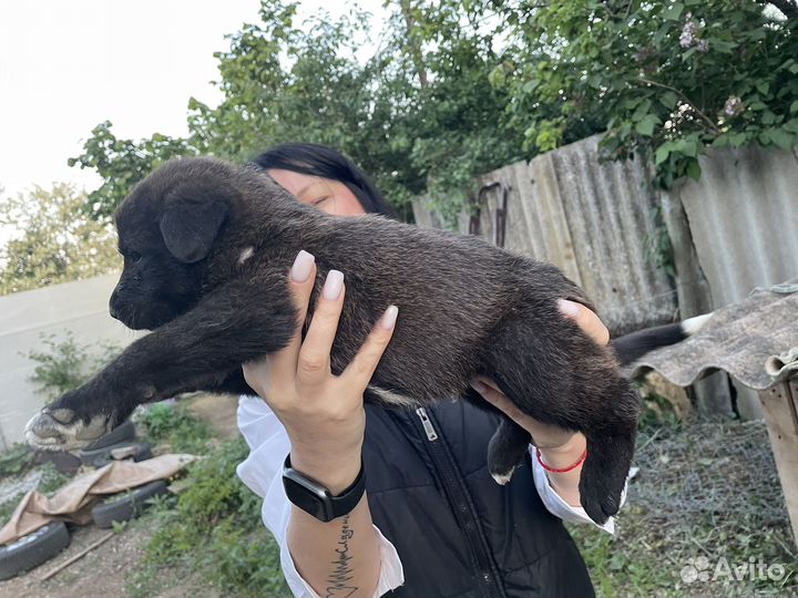 Собака в добрые руки даром