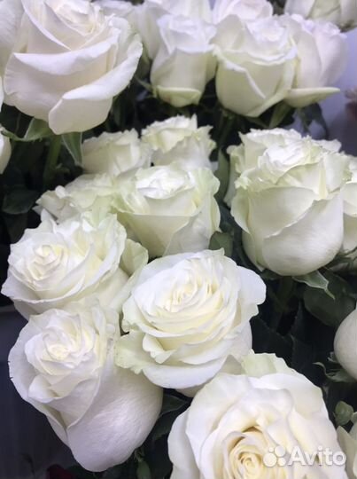 Цветы розы оптом