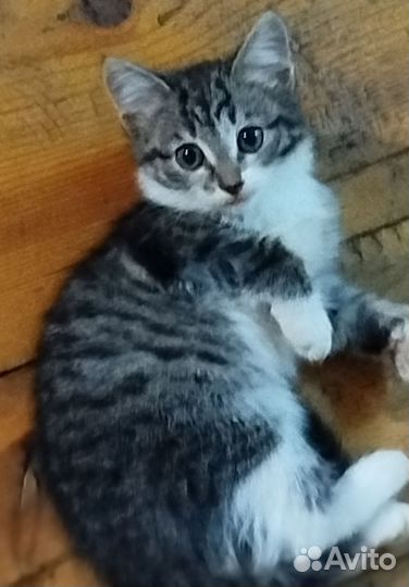 Умная кошка