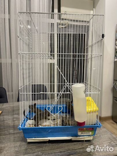 Дегу белки с клеткой