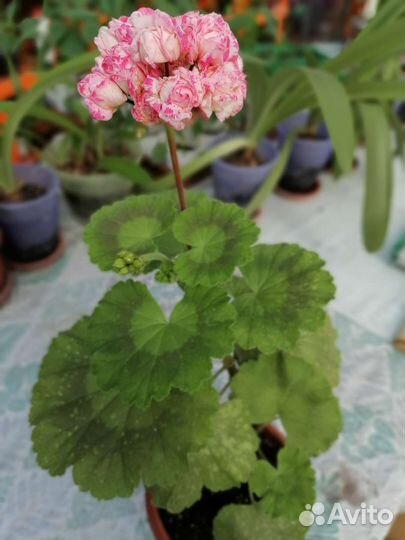 Пеларгония герань