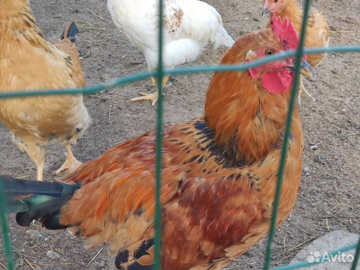 Петухи кученские юбилные