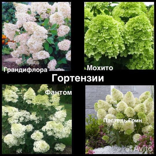 Гортензия Самарская лидия, Ванила Фрайз