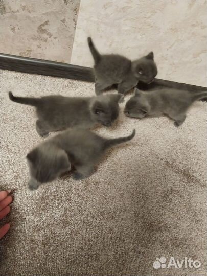 Британские котята