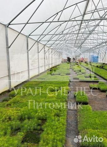 Голубая ель зкс сеянцы