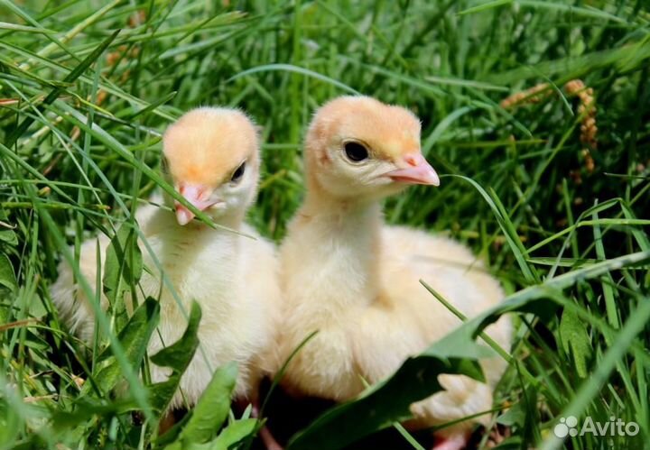 Продаю индюшат